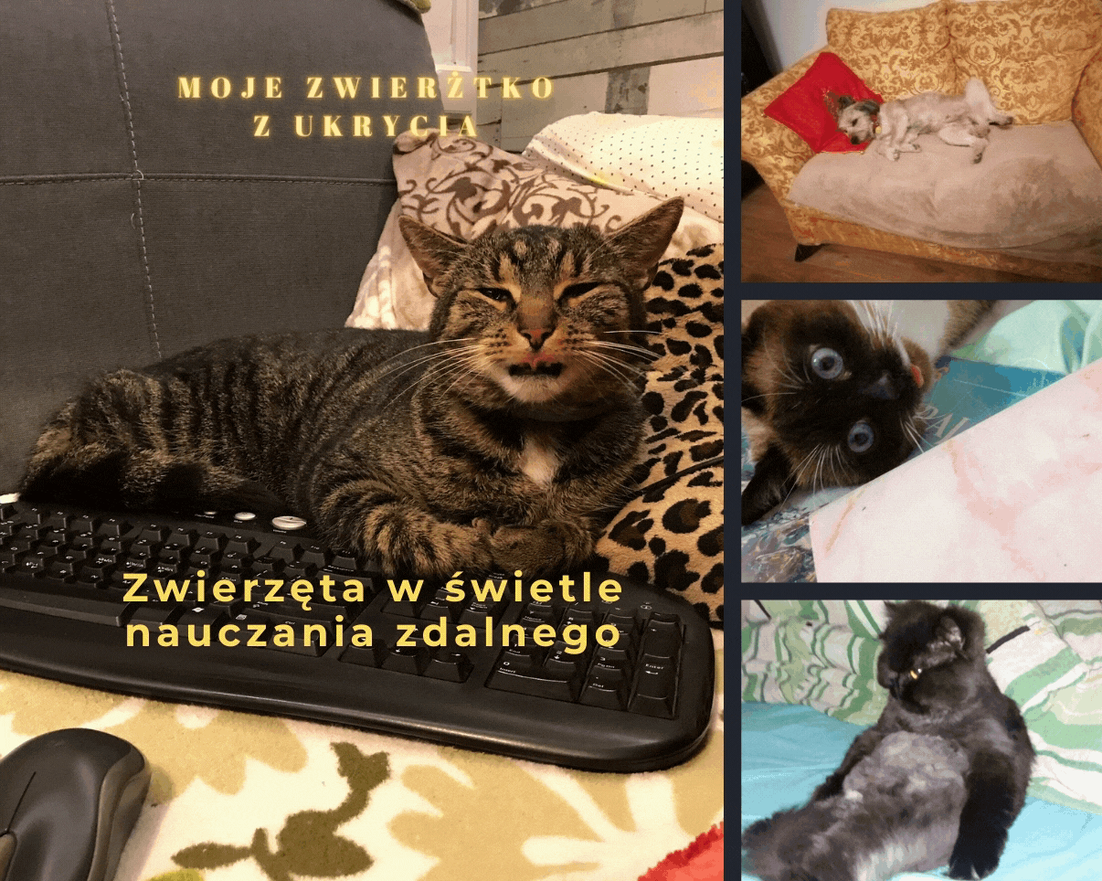 Moje zwierzątko z ukrycia zdjęcia